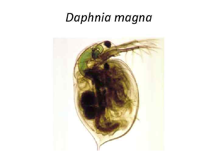 Daphnia magna 