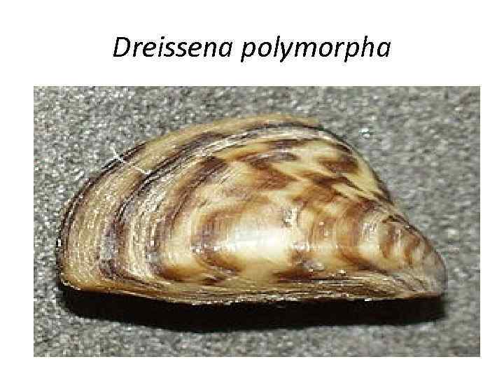 Dreissena polymorpha 