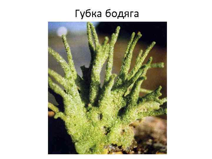 Губка бодяга 