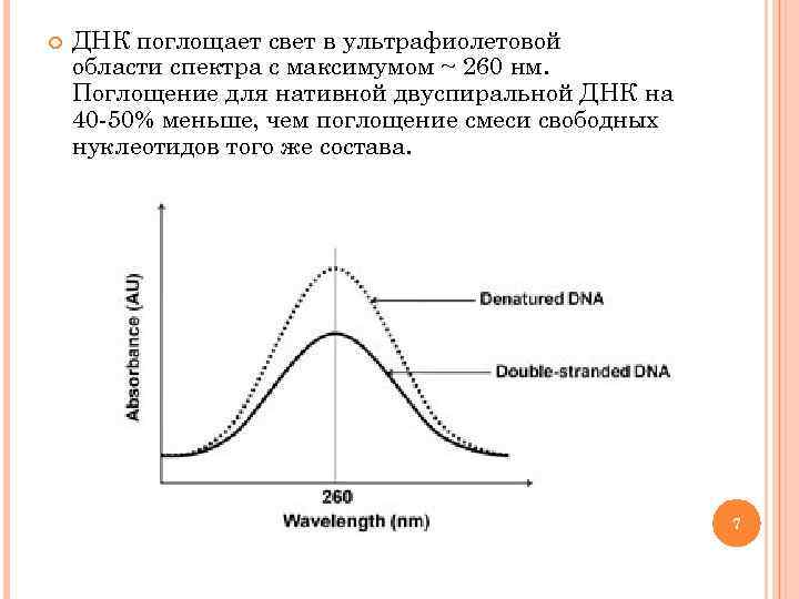  ДНК поглощает свет в ультрафиолетовой области спектра с максимумом ~ 260 нм. Поглощение