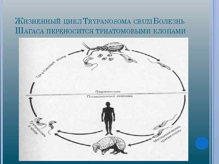 Трипаносомоз африканский презентация