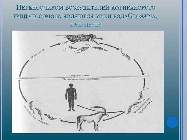 ПЕРЕНОСЧИКОМ ВОЗБУДИТЕЛЕЙ АФРИКАНСКОГО ТРИПАНОСОМОЗА ЯВЛЯЮТСЯ МУХИ РОДАGLOSSINA, ИЛИ ЦЕ ЦЕ 