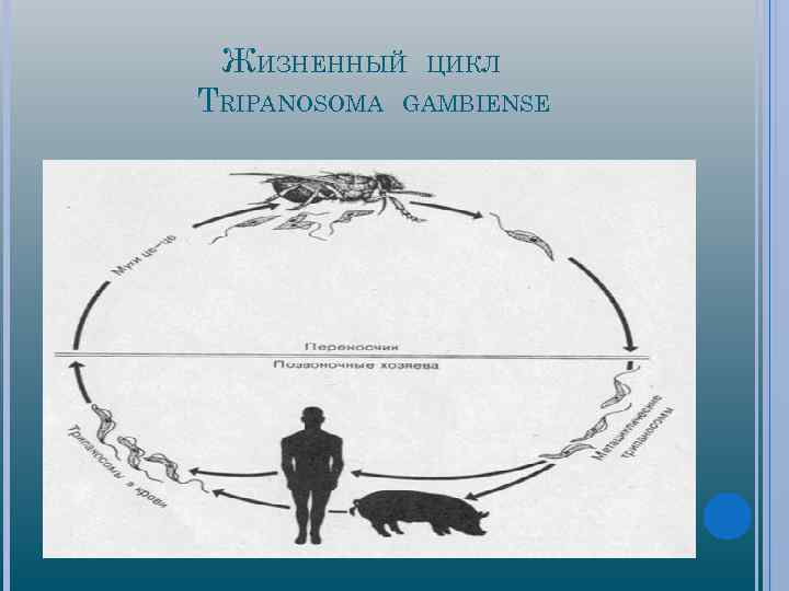 Рассмотрите рисунок на котором представлен цикл развития трипаносомы и ответьте на вопросы