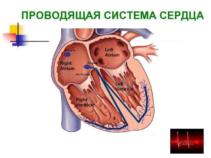 ПРОВОДЯЩАЯ СИСТЕМА СЕРДЦА 