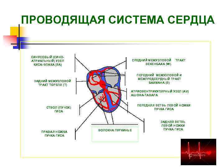 ПРОВОДЯЩАЯ СИСТЕМА СЕРДЦА СИНУСОВЫЙ (СИНОАТРИАЛЬНЫЙ) УЗЕЛ КИСА-ФЛАКА (SA) СРЕДНИЙ МЕЖУЗЛОВОЙ ВЕКЕНБАХА (W). ТРАКТ ПЕРЕДНИЙ