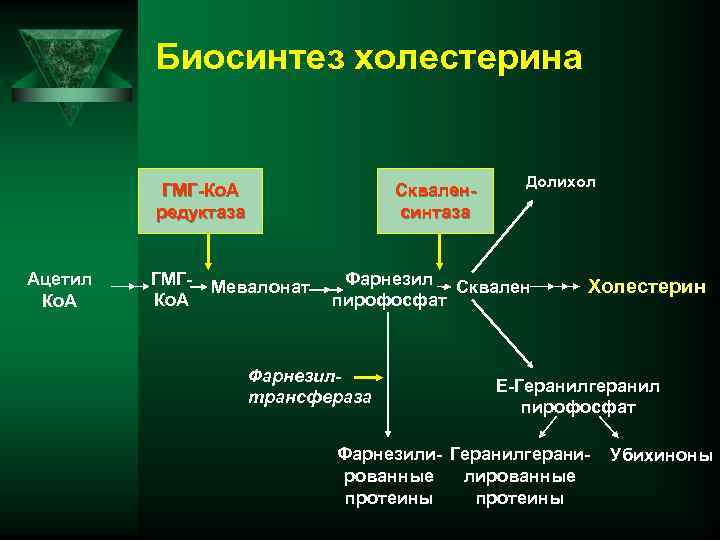 Биосинтез холестерина ГМГ-Кo. A редуктаза Aцетил Кo. A ГМГКo. A Скваленсинтаза Meвалонат Долихол Фарнезил