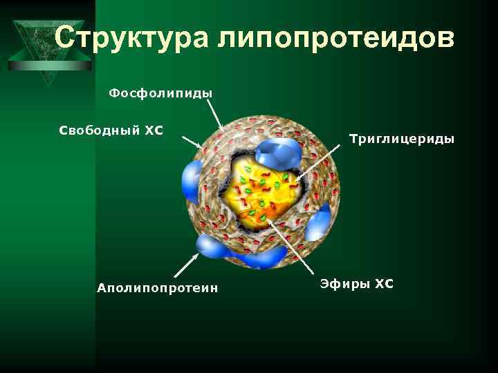 Структура липопротеидов Фосфолипиды Свободный ХС Аполипопротеин Триглицериды Эфиры ХС 