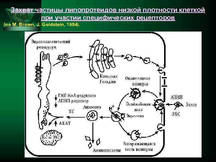 Захват частиц. Плотные частицы ЛПНП. Рецепторы ЛПНП. Структура белка рецептора ЛПНП. Связывание ЛПНП С рецепторами печени.