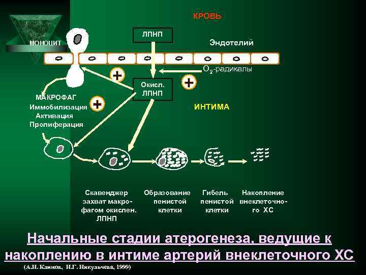 КРОВЬ ЛПНП МОНОЦИТ Эндотелий О 2 -радикалы Окисл. ЛПНП МАКРОФАГ Иммобилизация ИНТИМА Активация Пролиферация