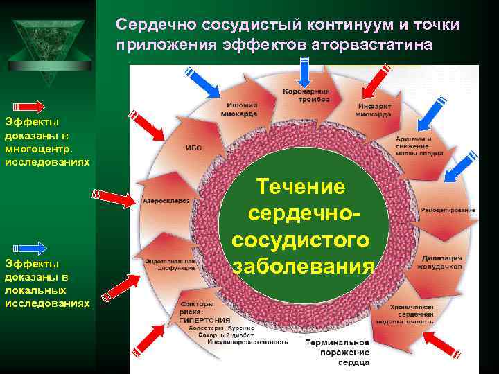 Сердечно сосудистый континуум и точки приложения эффектов аторвастатина Эффекты доказаны в многоцентр. исследованиях Эффекты