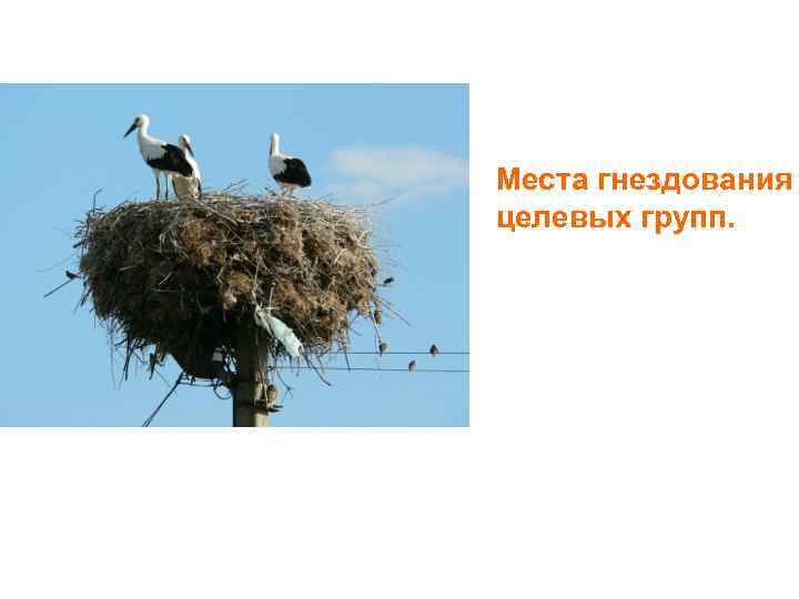Места гнездования целевых групп. 