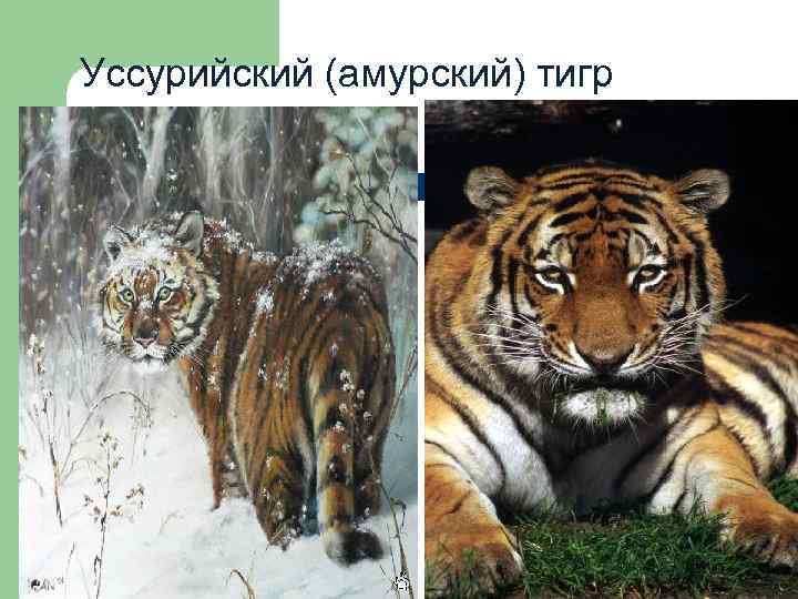 Уссурийский (амурский) тигр 