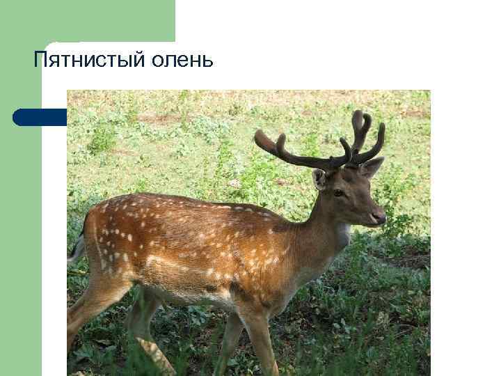 Пятнистый олень 