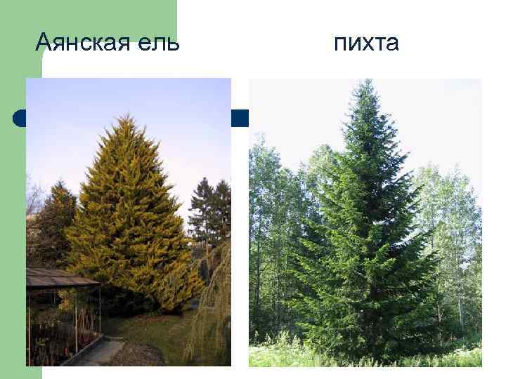 Аянская ель пихта 