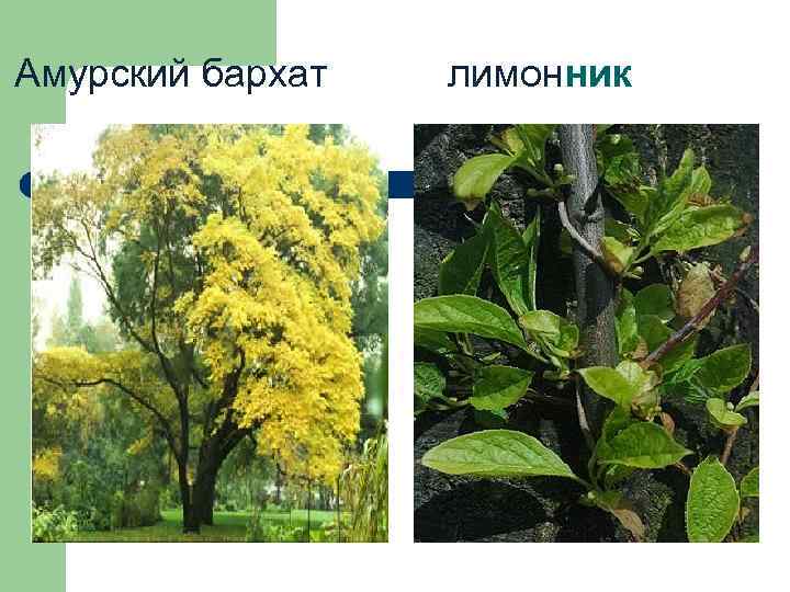Амурский бархат лимонник 