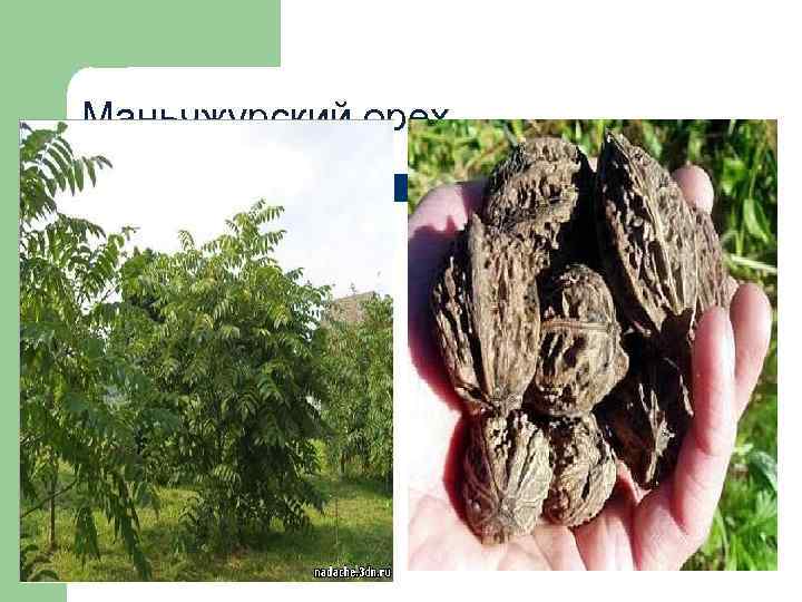 Маньчжурский орех 