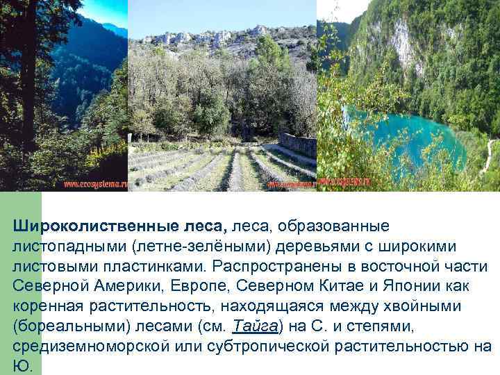 Широколиственные леса, образованные листопадными (летне-зелёными) деревьями с широкими листовыми пластинками. Распространены в восточной части