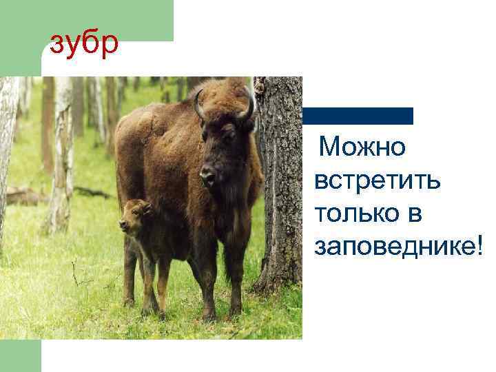 зубр Можно встретить только в заповеднике! 