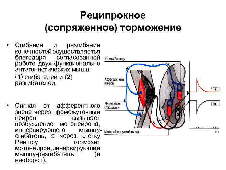 Схема торможения гольца