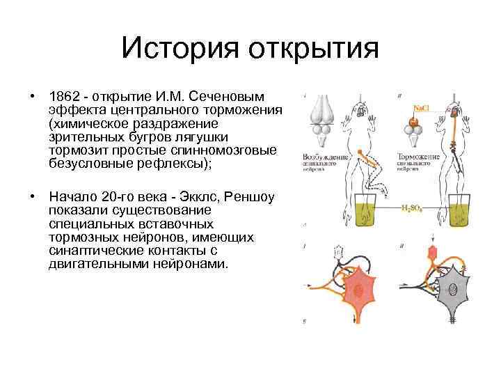 История открытия • 1862 - открытие И. М. Сеченовым эффекта центрального торможения (химическое раздражение