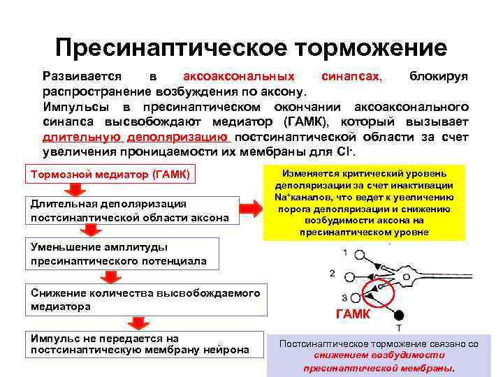 Пресинаптическое торможение Развивается в аксональных синапсах, блокируя распространение возбуждения по аксону. Импульсы в пресинаптическом