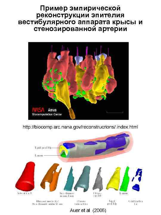 Пример эмпирической реконструкции эпителия вестибулярного аппарата крысы и стенозированной артерии 
