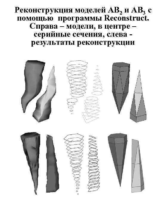 Реконструкция моделей AB 2 и AB 3 с помощью программы Reconstruct. Справа – модели,