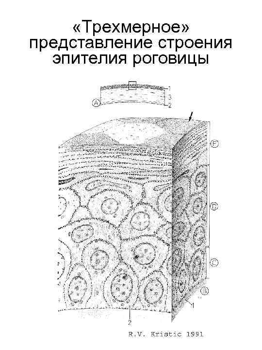  «Трехмерное» представление строения эпителия роговицы 