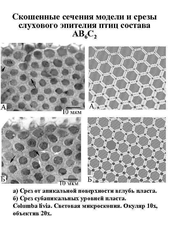 Скошенные сечения модели и срезы слухового эпителия птиц состава AB 6 C 2 а)
