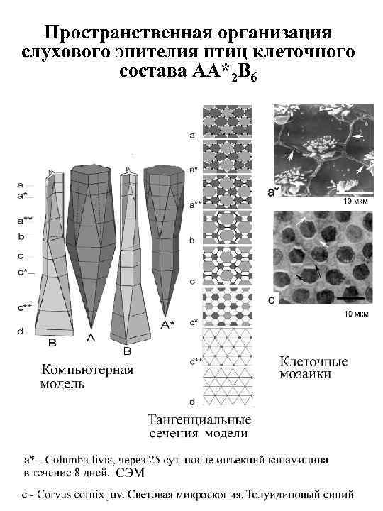 Пространственная организация слухового эпителия птиц клеточного состава AA*2 B 6 