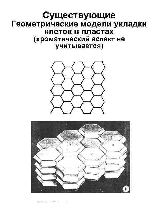 Существующие Геометрические модели укладки клеток в пластах (хроматический аспект не учитывается) 