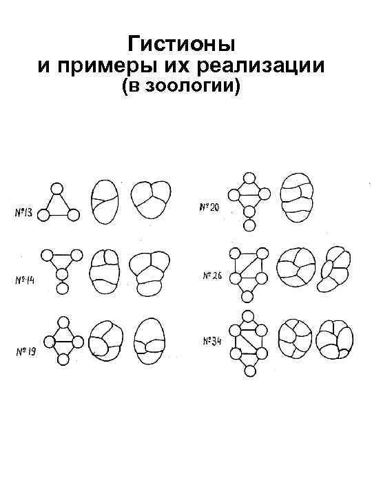 Гистионы и примеры их реализации (в зоологии) 