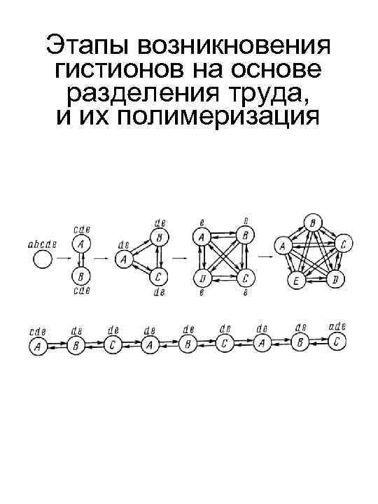 Этапы возникновения гистионов на основе разделения труда, и их полимеризация 