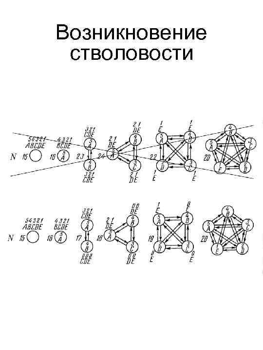 Возникновение стволовости 