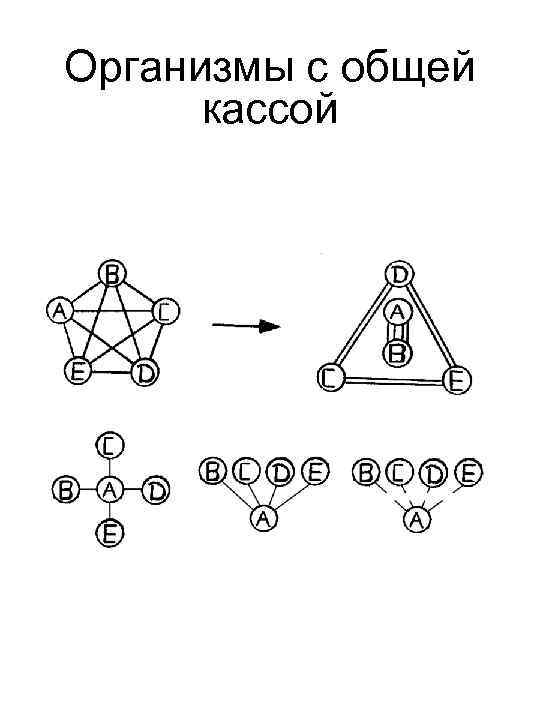 Организмы с общей кассой 