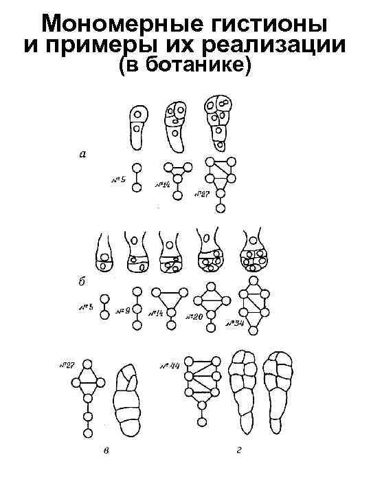 Мономерные гистионы и примеры их реализации (в ботанике) 
