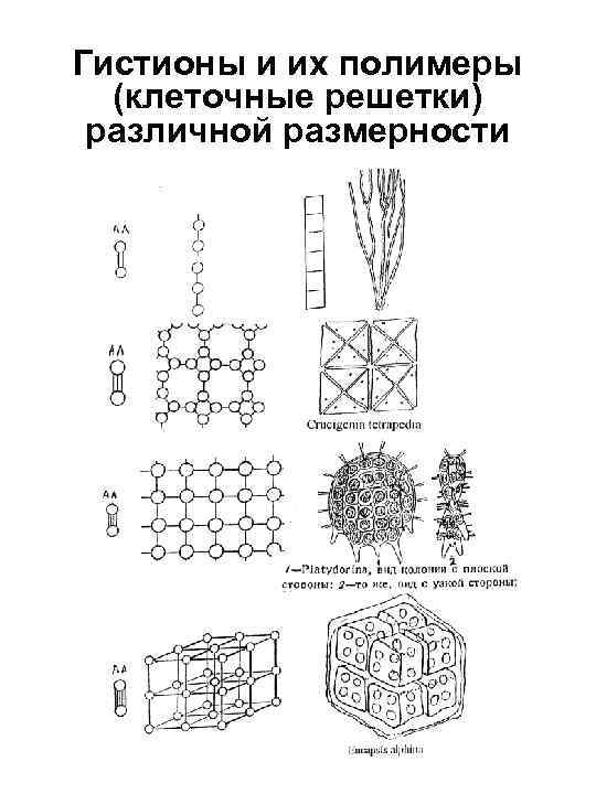 Гистионы и их полимеры (клеточные решетки) различной размерности 