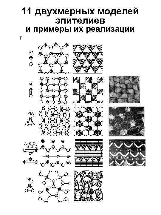 11 двухмерных моделей эпителиев и примеры их реализации 