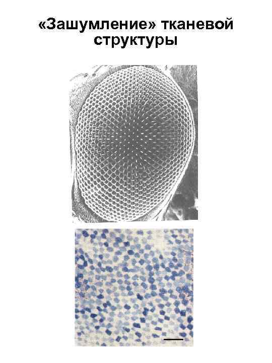  «Зашумление» тканевой структуры 