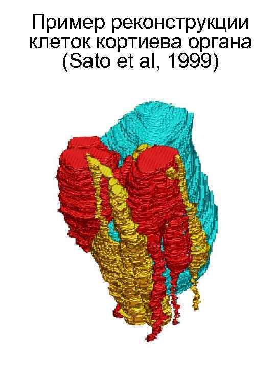 Пример реконструкции клеток кортиева органа (Sato et al, 1999) 