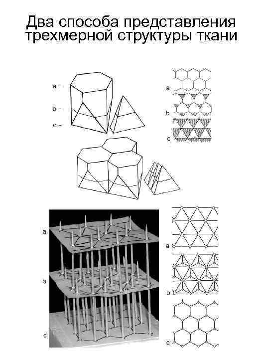Два способа представления трехмерной структуры ткани 