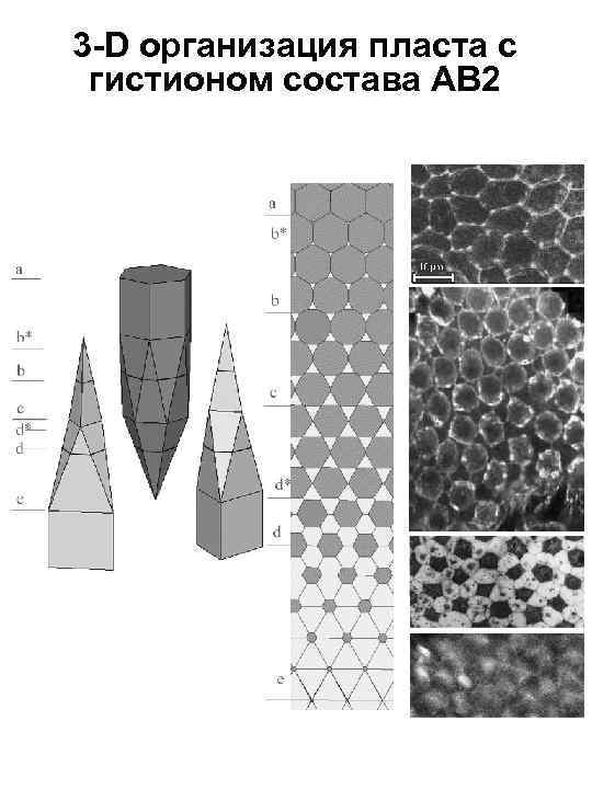 3 -D организация пласта с гистионом состава АВ 2 