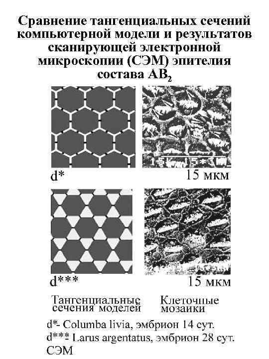 Сравнение тангенциальных сечений компьютерной модели и результатов сканирующей электронной микроскопии (СЭМ) эпителия состава AB