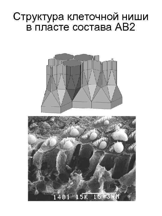 Структура клеточной ниши в пласте состава АВ 2 