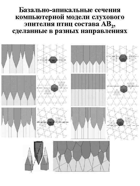 Базально-апикальные сечения компьютерной модели слухового эпителия птиц состава AB 2, сделанные в разных направлениях