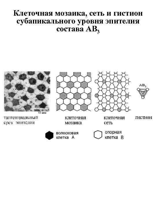 Клеточная мозаика, сеть и гистион субапикального уровня эпителия состава AB 3 