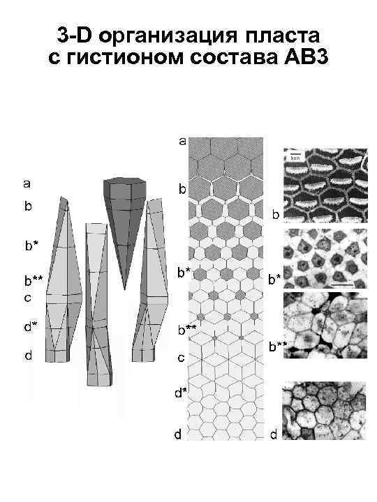 3 -D организация пласта с гистионом состава АВ 3 