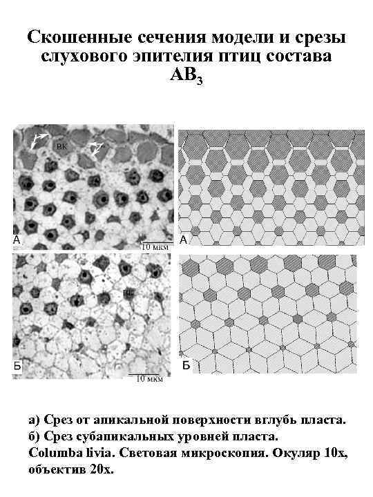 Скошенные сечения модели и срезы слухового эпителия птиц состава AB 3 а) Срез от