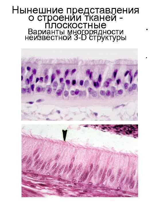 Нынешние представления о строении тканей плоскостные Варианты многорядности неизвестной 3 -D структуры . •