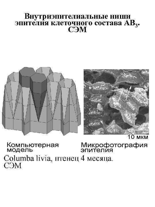 Внутриэпителиальные ниши эпителия клеточного состава AB 3. СЭМ 